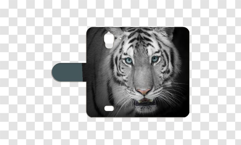 Bengal Tiger Video Stock Photography White - Whiskers - Huawei Y360 Transparent PNG