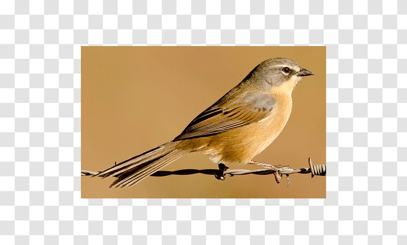 House Sparrow Ortolan Bunting Lark Finch Old World Transparent PNG