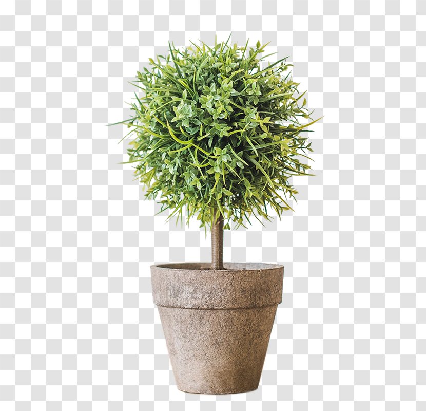Tree Flowerpot Bonsai Houseplant 2016 BMW M5 - Herb - Simulation Ball Transparent PNG