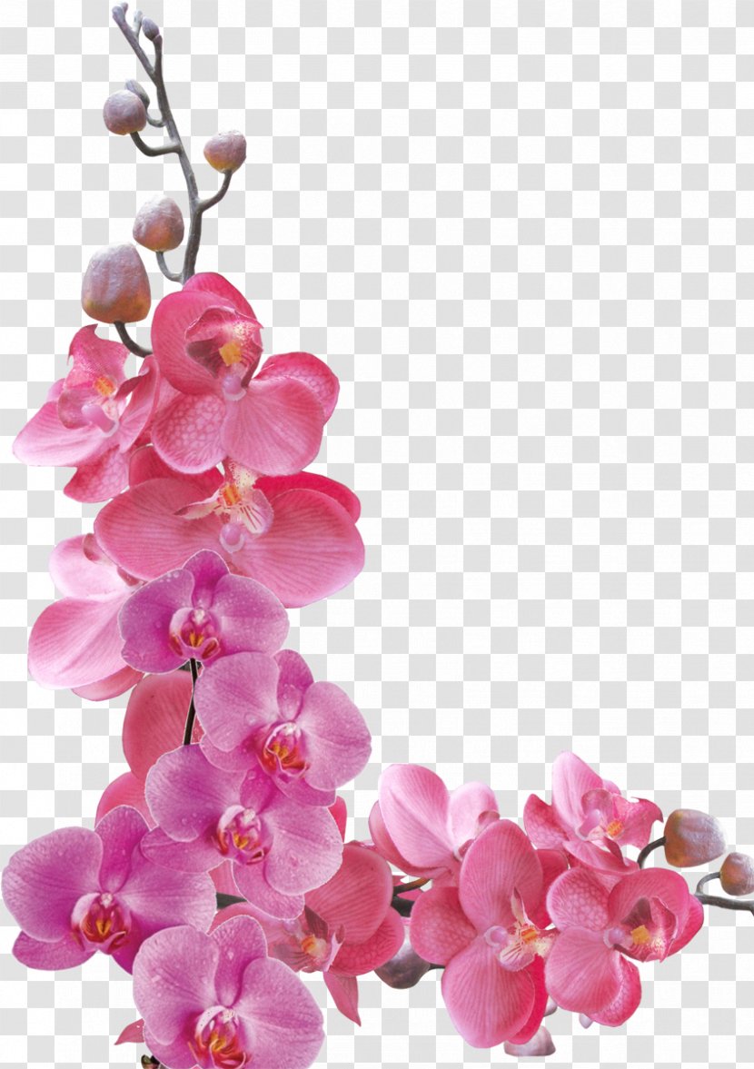 Flower Orchids Petal - Pink - Orchid Transparent PNG