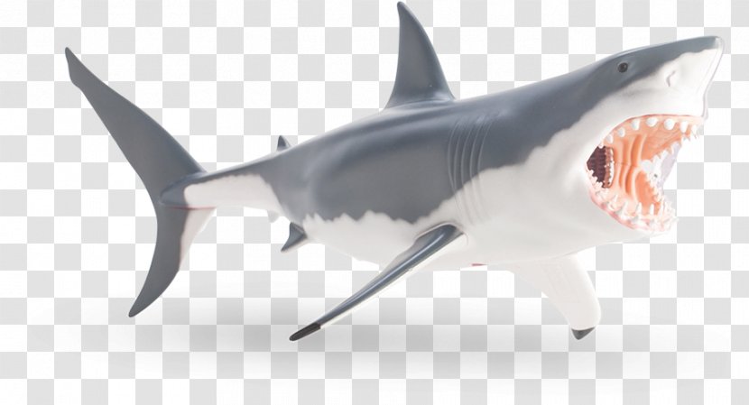 Tiger Shark Great White Anatomy - Watercolor Transparent PNG