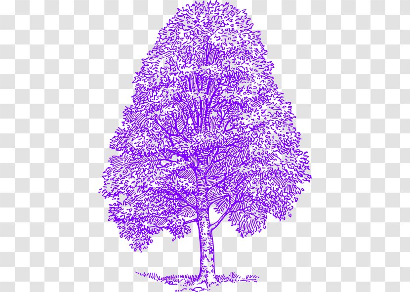 Clip Art Tree Vector Graphics Drawing Cedrus Libani - Cartoon - Purple Maple Transparent PNG