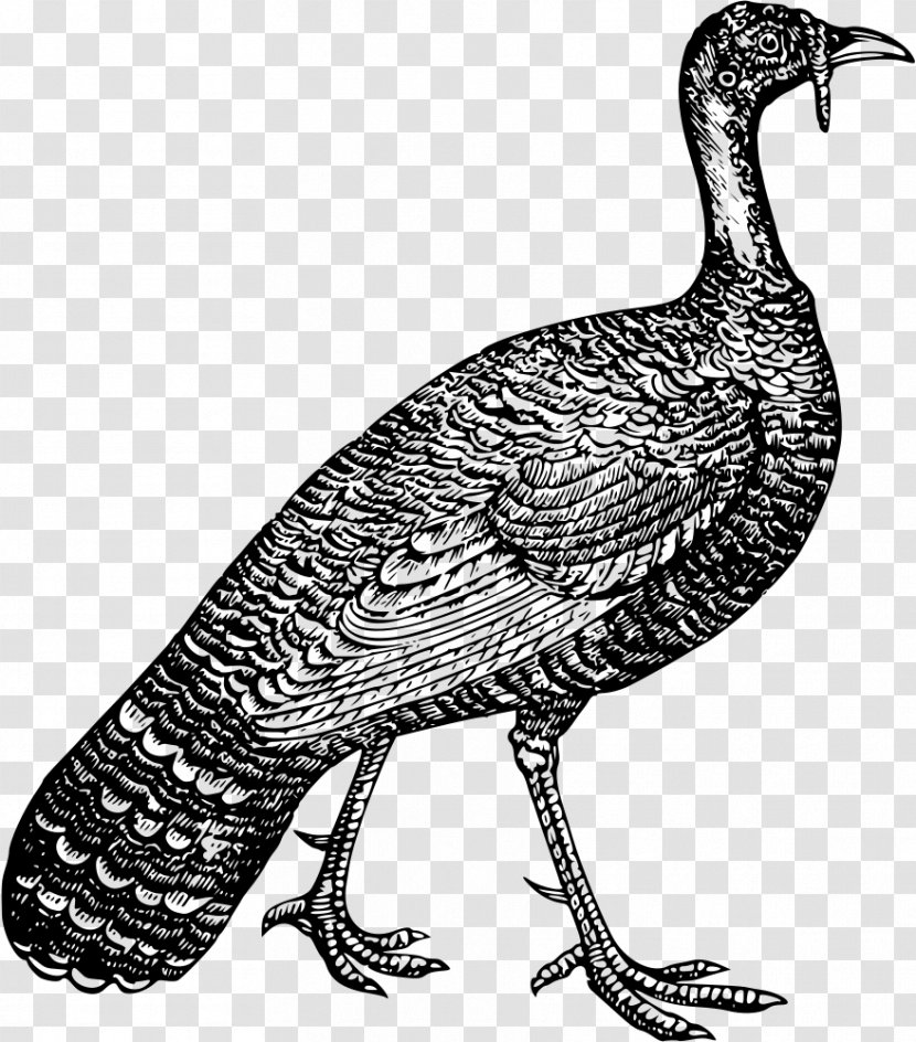 Turkey Plymouth Rock Chicken Poultry Farming Galliformes - Water Bird - Firkin Transparent PNG