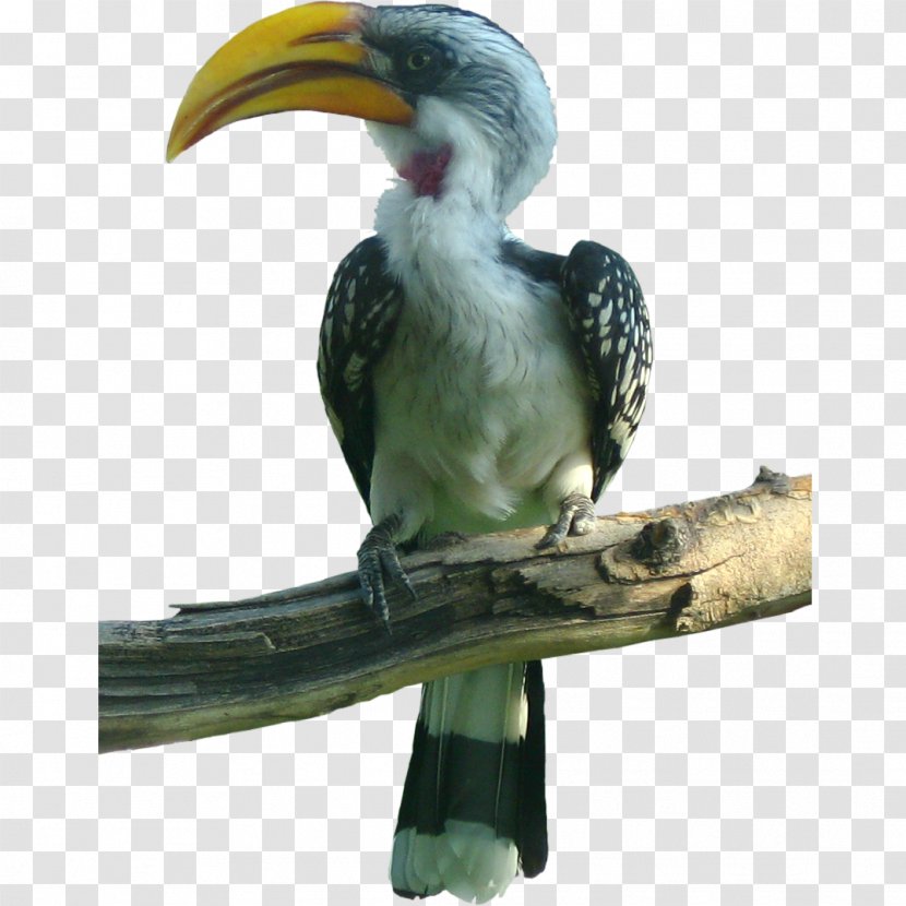Bird Toucan Hornbill - Piciformes Transparent PNG