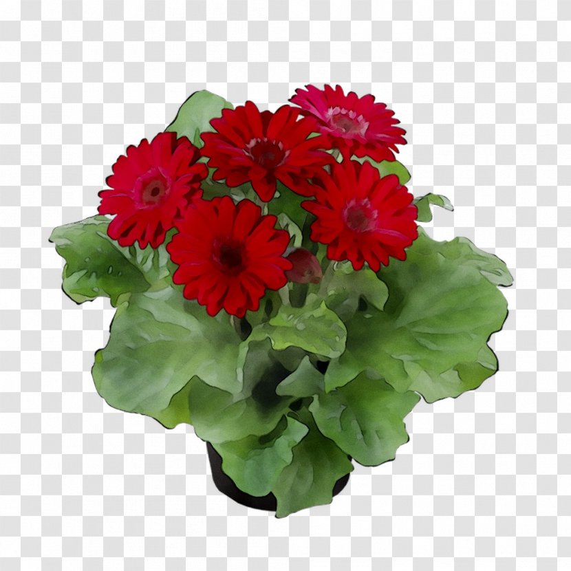 Transvaal Daisy Floral Design Cut Flowers Chrysanthemum Annual Plant - Petal - Geranium Transparent PNG