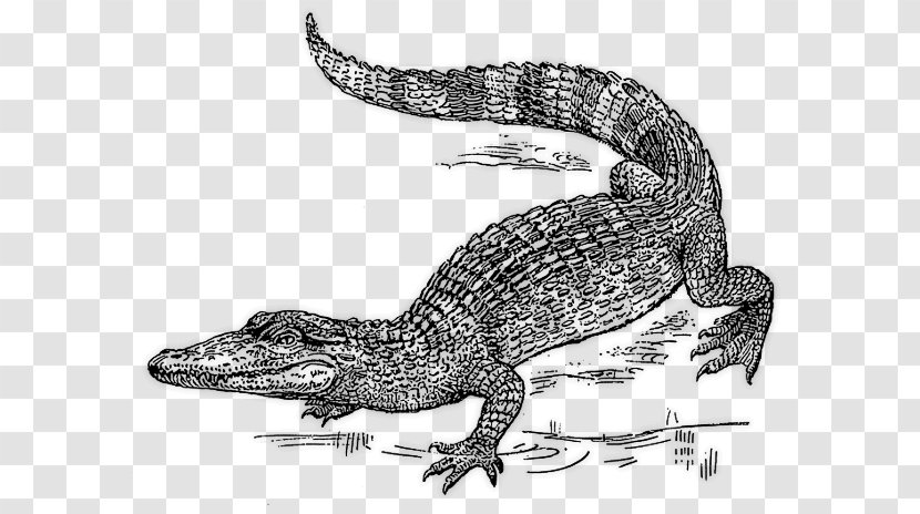Alligator Nile Crocodile Crocodiles Clip Art - Aquatic Animal Transparent PNG
