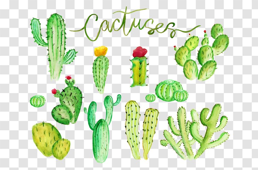 Cactaceae Watercolor Painting Stock Illustration - Fruit - Cactus Transparent PNG