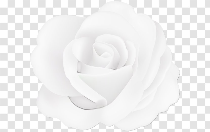 Garden Roses - Plant - Japanese Camellia Transparent PNG