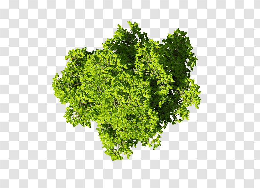 Leaf Vegetable Brassica Juncea Wasabi Parsley Transparent PNG