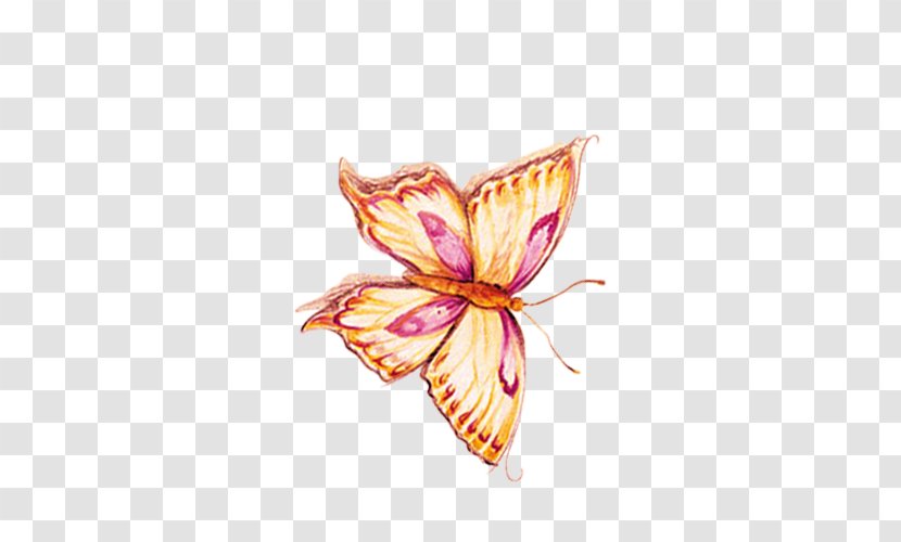 Butterfly Petal Pattern - Flower Transparent PNG