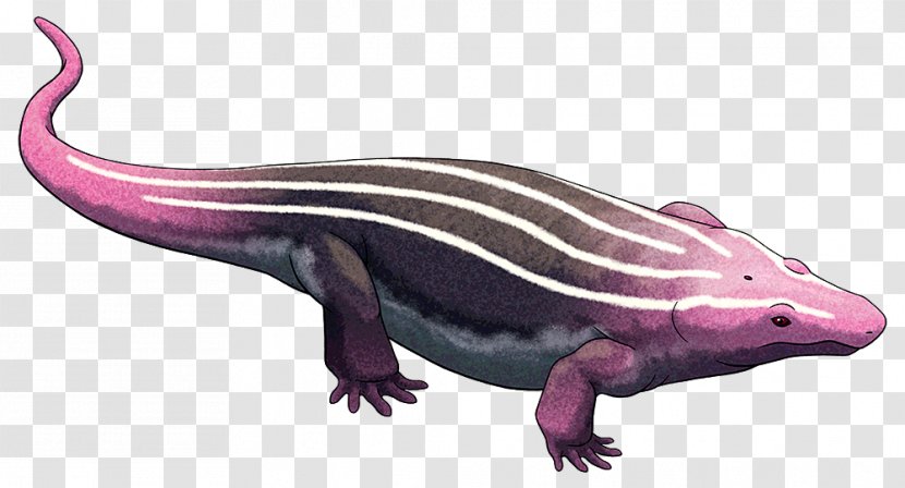 Lepospondyli Temnospondyli Salamander Platyhystrix Animal - Lissamphibia - Amphibian Transparent PNG