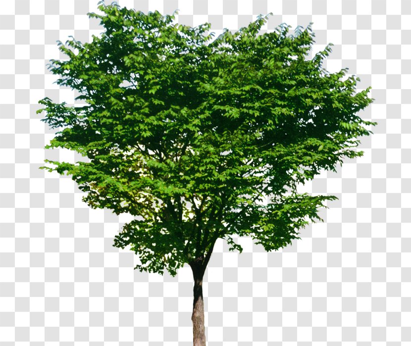 Stock Photography - Tree - Trees Transparent PNG