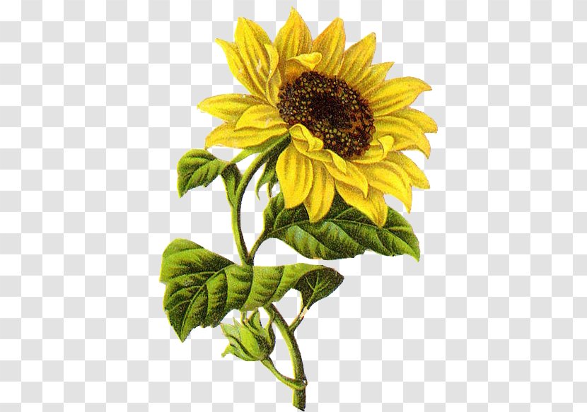 Common Sunflower Drawing Sketch - Idea Transparent PNG