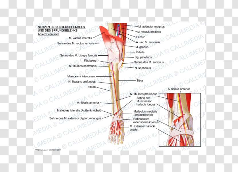 Muscle Nerve Anatomy Ankle Crus - Heart - Rectus Femoris Function Transparent PNG