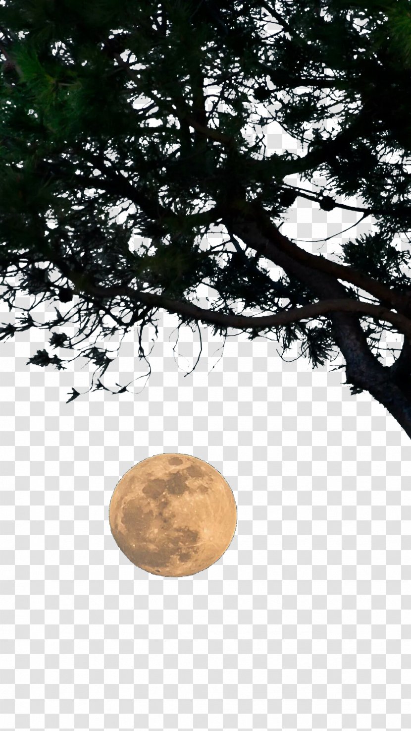 Download Tree Wallpaper - Sky - Moon Transparent PNG