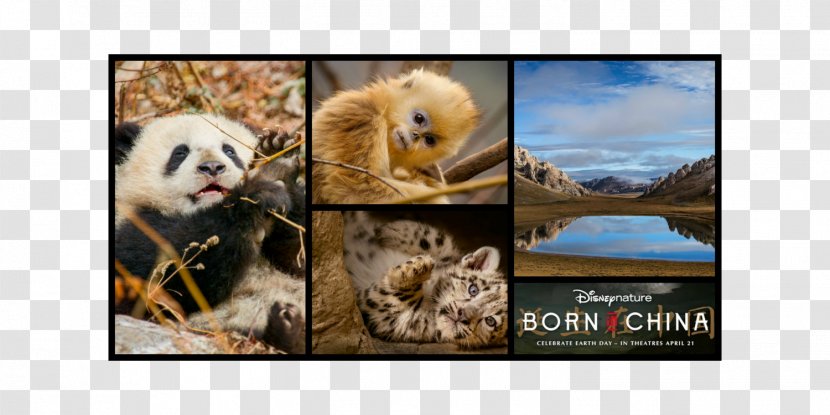 Mammal Picture Frames Collage Snout Wildlife Transparent PNG