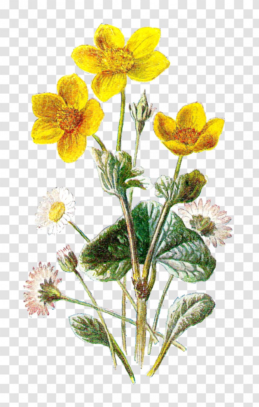 Botanical Illustration Botany Flower Clip Art - Flowering Plant Transparent PNG