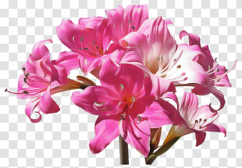Flower Flowering Plant Pink Petal - Bouquet - Peruvian Lily Transparent PNG