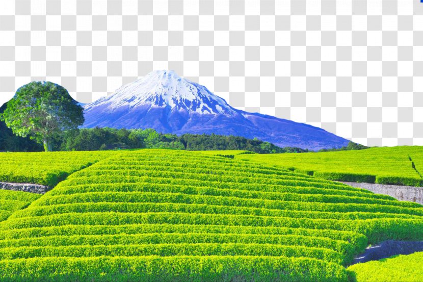 Mount Fuji Chada Photography Fukei - Volcano - Mountain Tea Field Transparent PNG