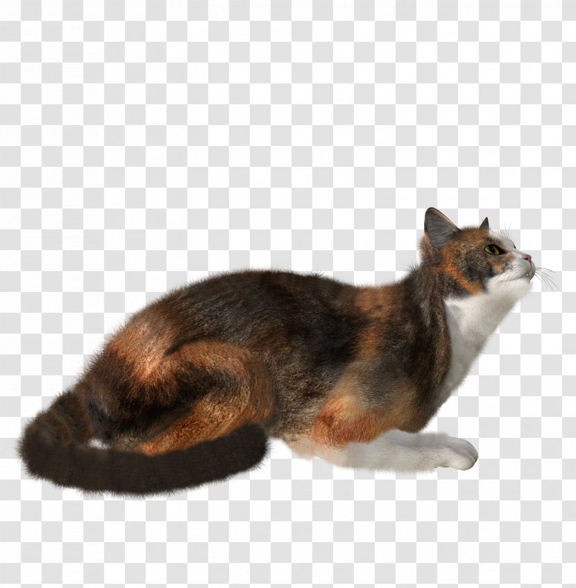 Cat Kitten Felidae Clip Art - Carnivoran Transparent PNG