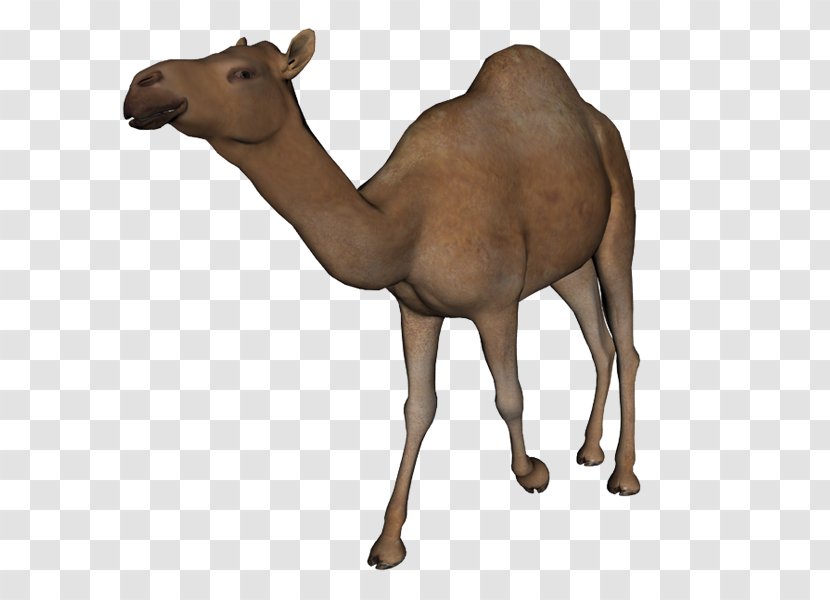 Camel Clip Art - Deer Transparent PNG