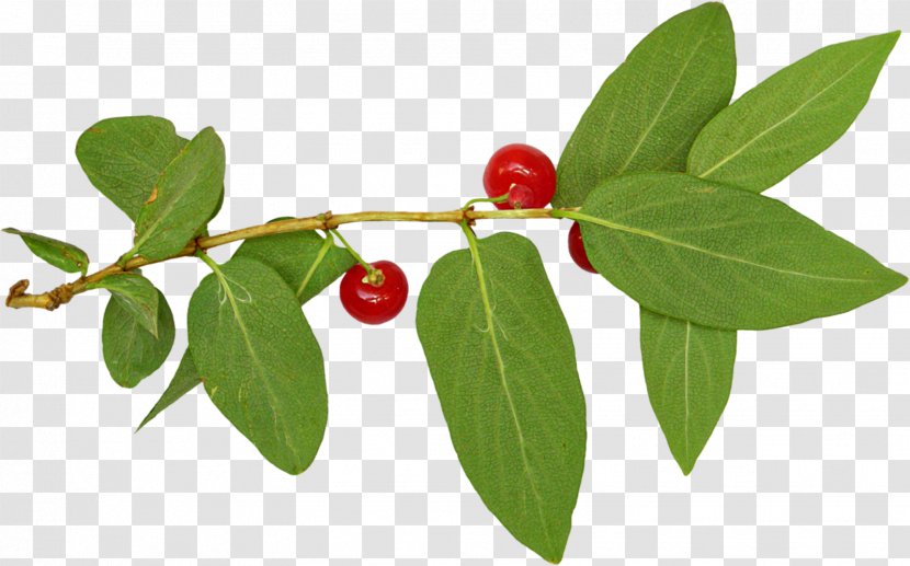 Lingonberry Silver Buffaloberry Holly Family Barbados Cherry - Shepherdia - Aquifoliales Transparent PNG