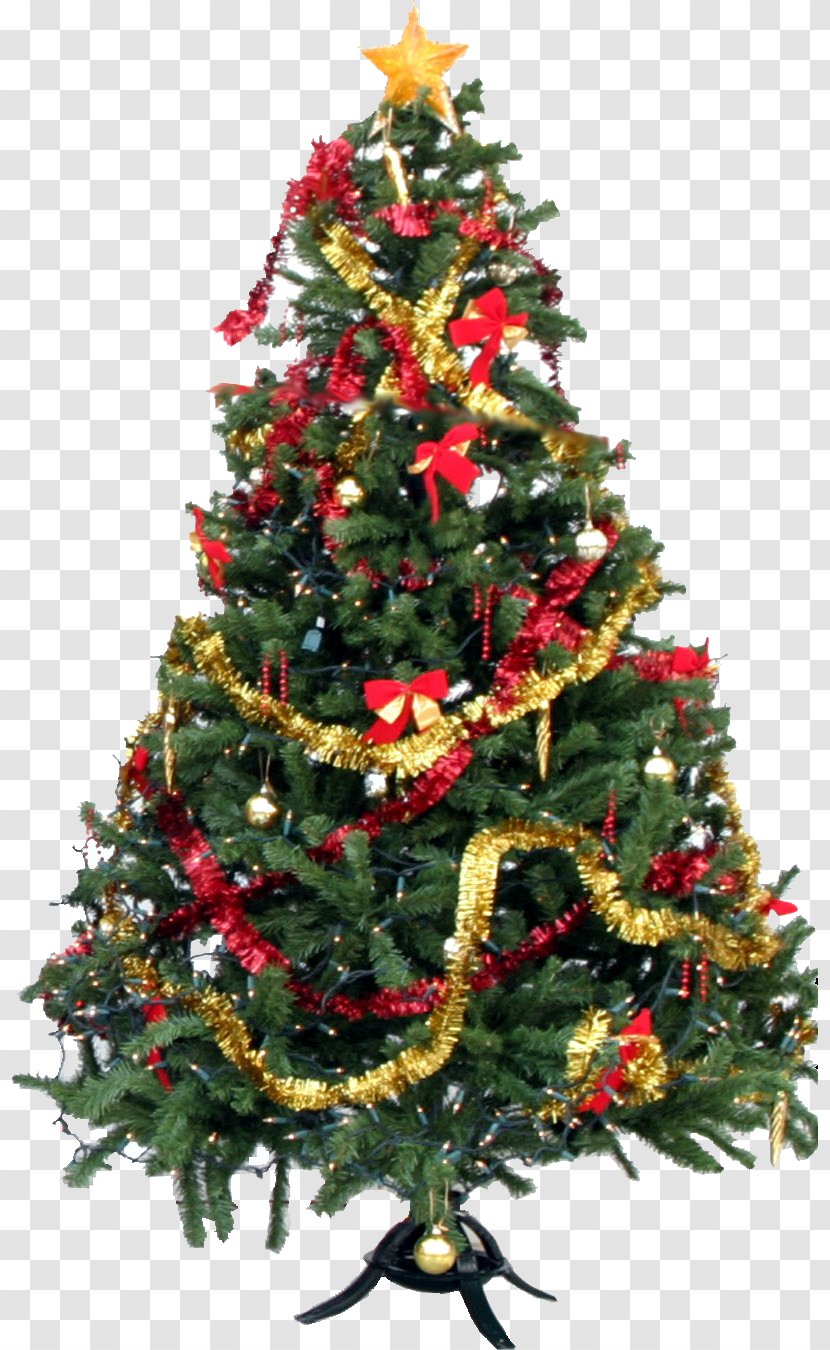 Christmas Tree - Evergreen - Picture Transparent PNG