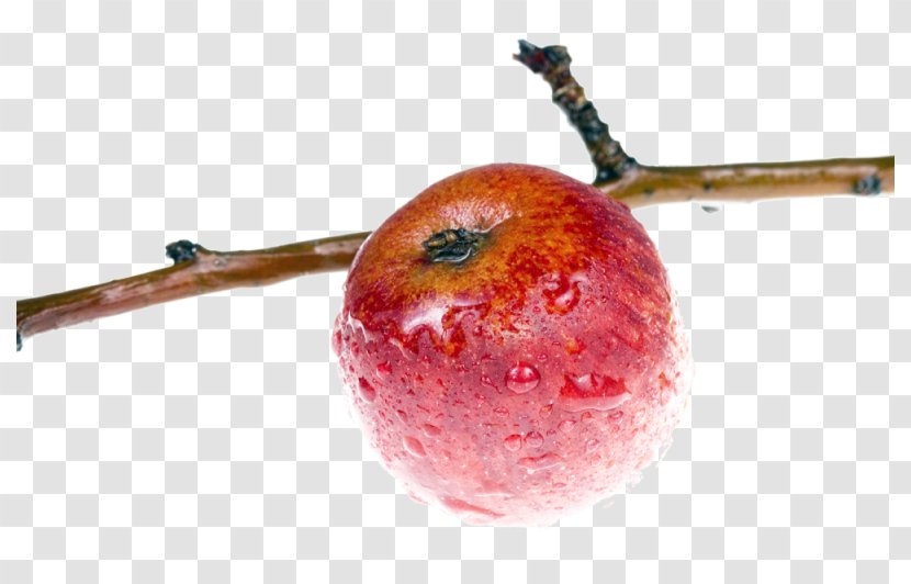 Apple Branch Wallpaper - Food - Red Transparent PNG