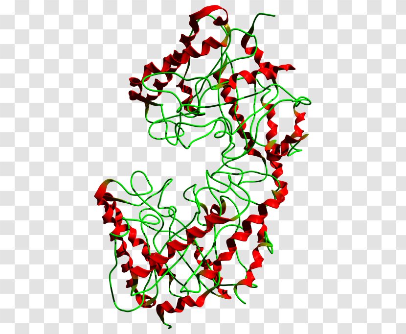 Cellulase Cellulose Enzyme Endogeny Active Site - Flowering Plant - Leaf Transparent PNG