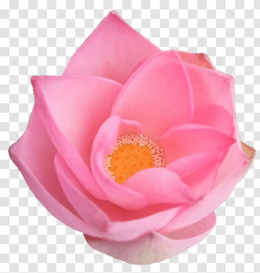 Centifolia Roses Garden Rosaceae Cut Flowers - Pink - Sri Ganesh Transparent PNG