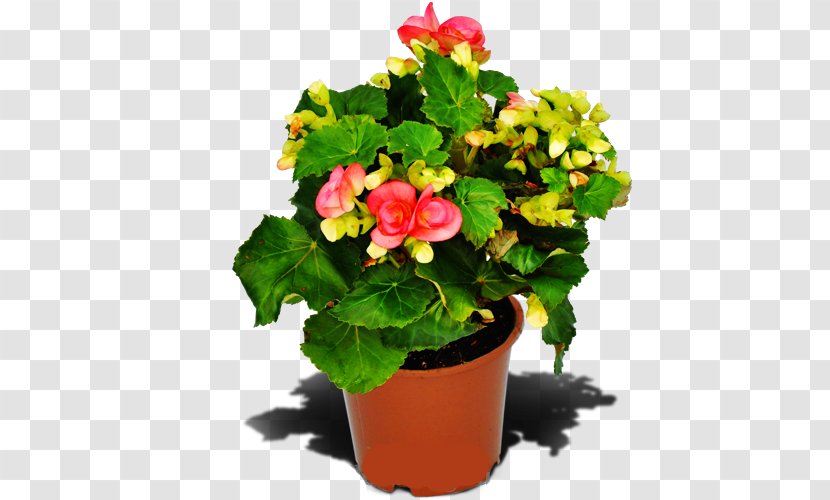Begonia Houseplant Flowerpot Annual Plant - Cheap Transparent PNG