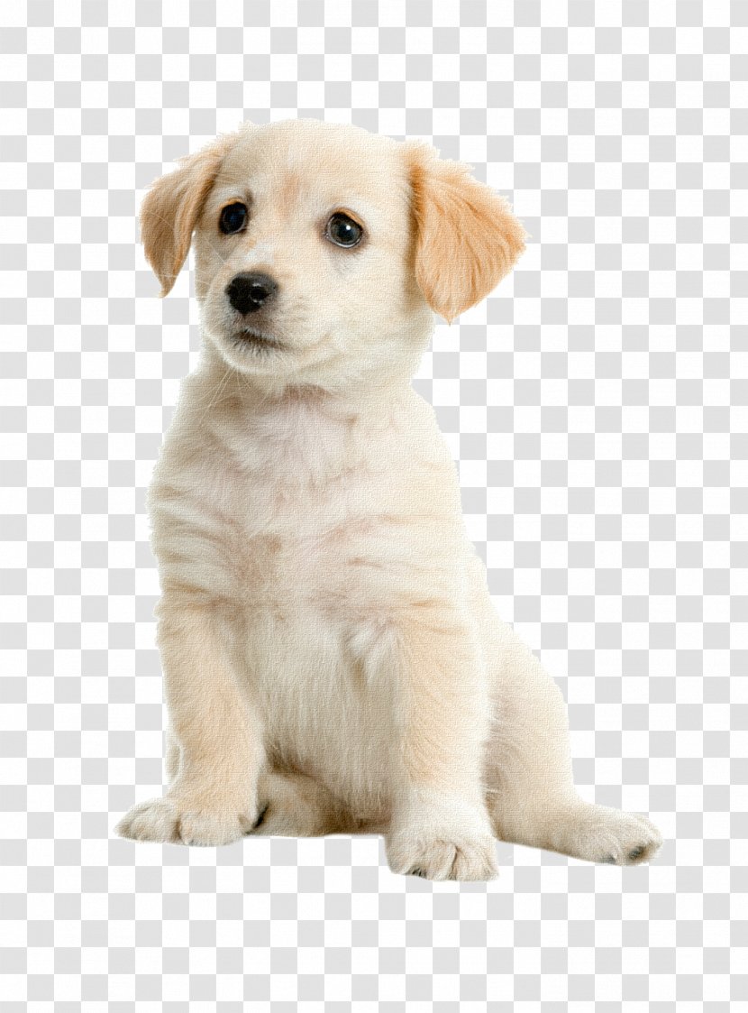 Labrador Retriever Golden Boston Terrier Puppy Pet - Whelping Box Transparent PNG