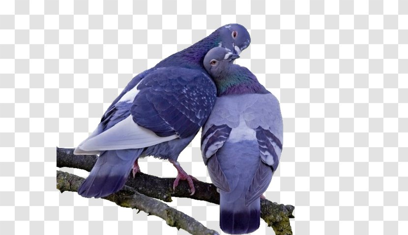 Columbidae Bird Domestic Pigeon Clip Art - Cuddling Birds Transparent PNG
