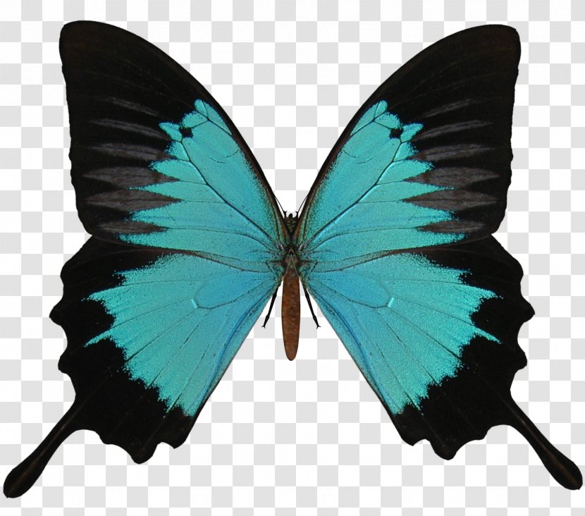 Butterfly Red Black Caterpillar - Turquoise - And Cyan Transparent PNG