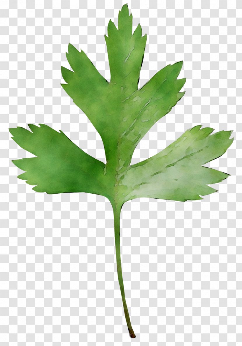 Leaf Vector Graphics Image Download Advertising - Flower - Tree Transparent PNG