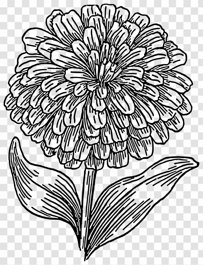 Coloring Book Drawing Zinnia Flower - Leaf - Art Pattern Transparent PNG