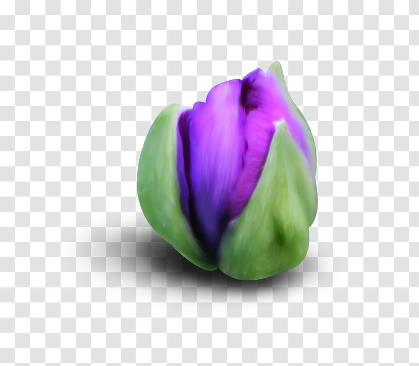 Lily Flower Cartoon - Plant - Family Bud Transparent PNG