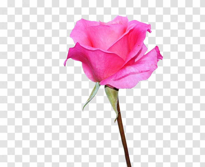 Garden Roses Stock Photography Image Desktop Wallpaper - Petal - Pink Logo Rose Transparent PNG
