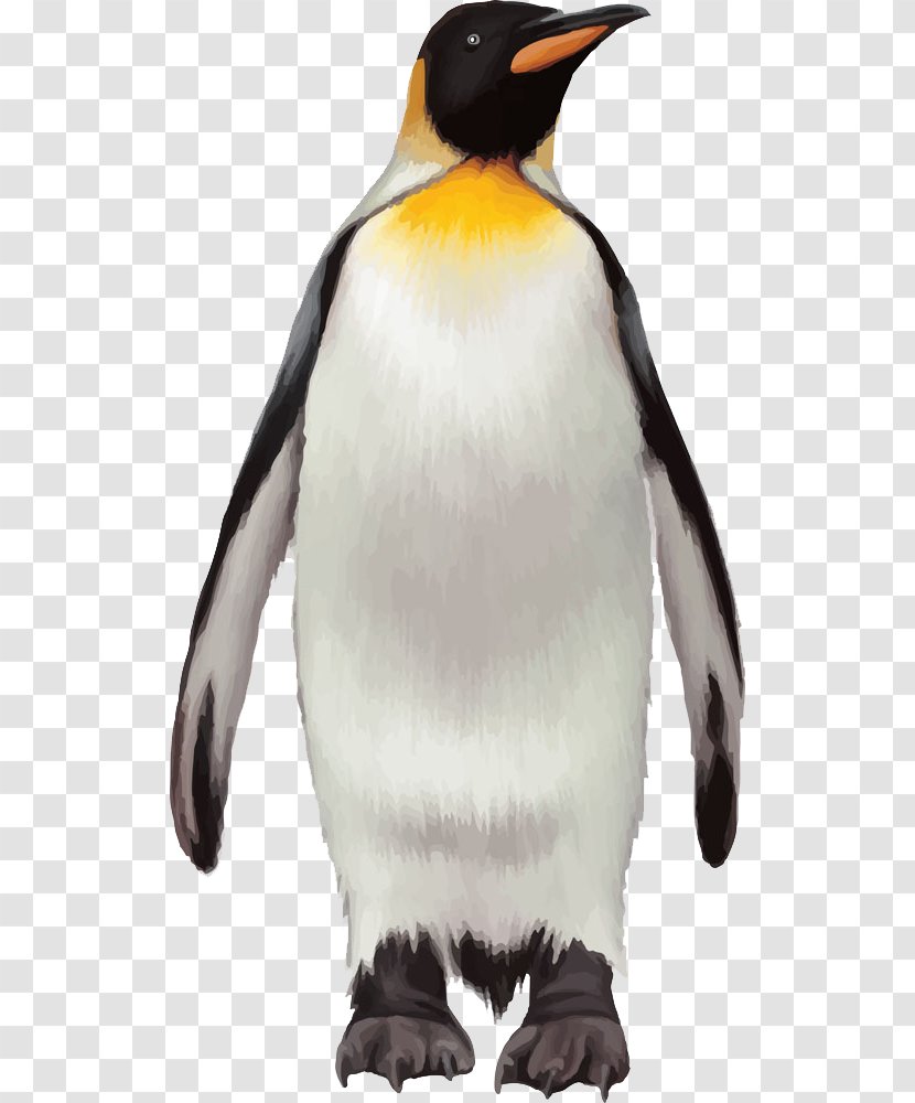 King Penguin Bird - Coreldraw Transparent PNG