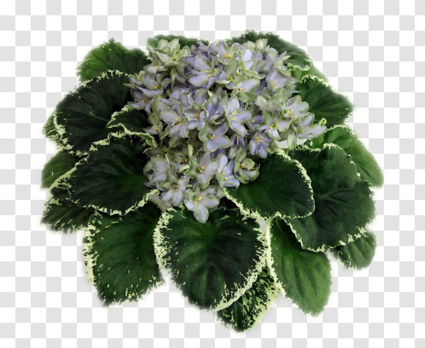 Hydrangea Violet Herb Advertising Painting Transparent PNG