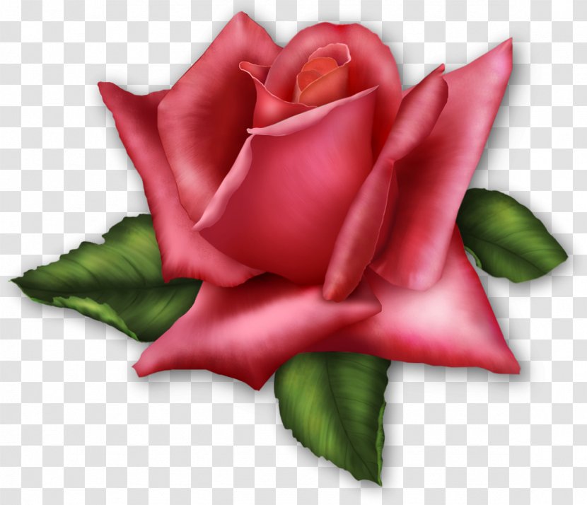 Rose Flower Pink Clip Art - Plant - Roses Transparent PNG