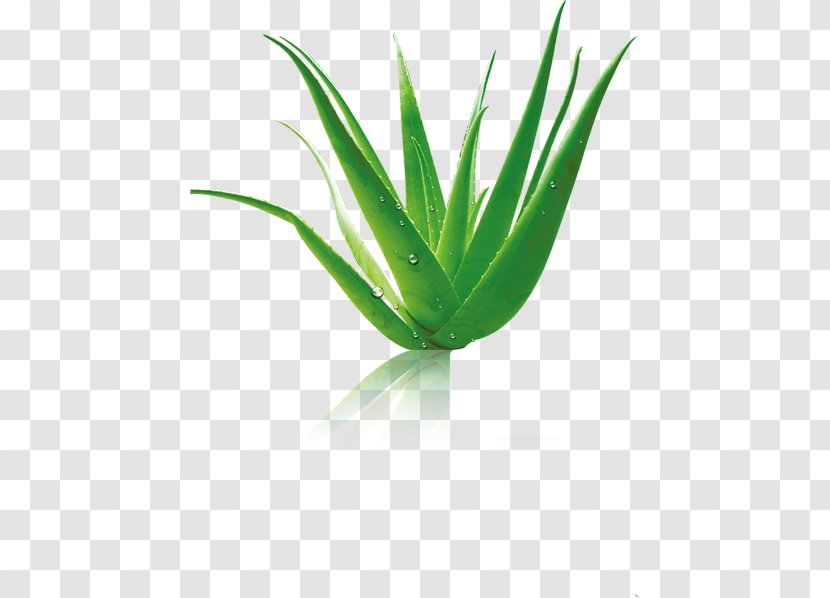 Aloe Vera Cudy Future Kft. - Plant - Drops Picture Material Transparent PNG