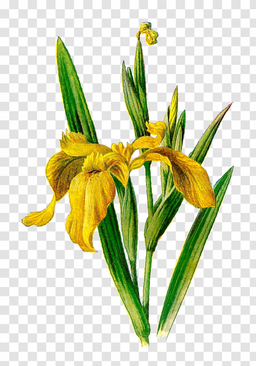 Familiar Wild Flowers Botany Iris Pseudacorus Clip Art - Auction - Flower Illustration Transparent PNG