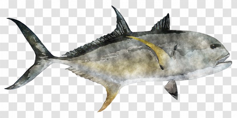 Thunnus Swordfish Watercolor Painting Shark Oily Fish Transparent PNG