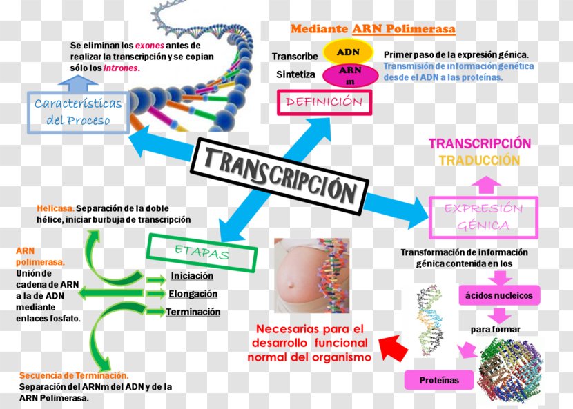 Transcription Translation Protein Biosynthesis Genetics DNA - Prokaryote - Blood Pressure Transparent PNG