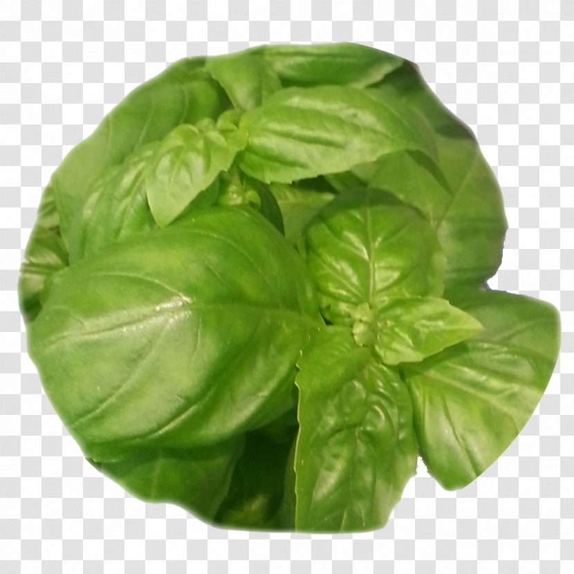 Basil Leaf Vegetable Herb Spinach - Food Transparent PNG