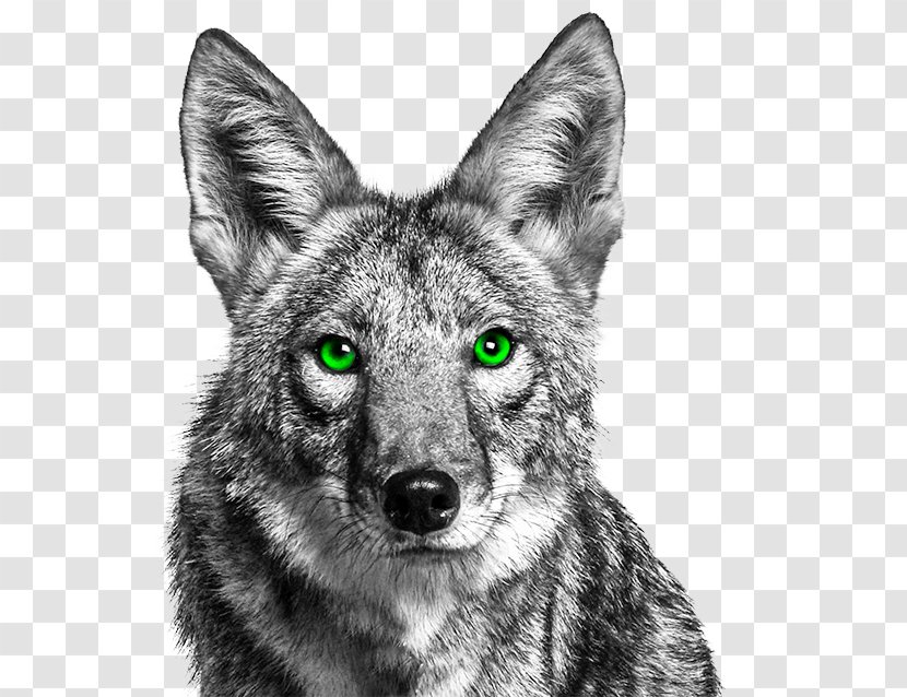 Urban Coyote Dog Raccoon Cat - Wildlife - Coyotehd Transparent PNG