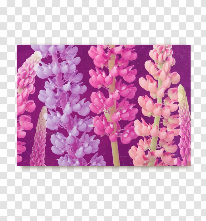 Post Cards Greeting & Note Floral Design ST.AU.150 MIN.V.UNC.NR AD - Lilac Transparent PNG