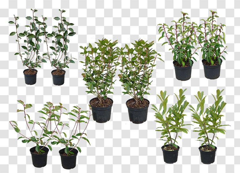 Flowerpot Herb Houseplant Evergreen Shrub - Tree Transparent PNG