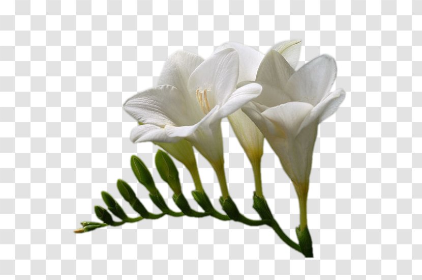 White Lily Adobe Photoshop Flower - Color - Pnf Transparent PNG